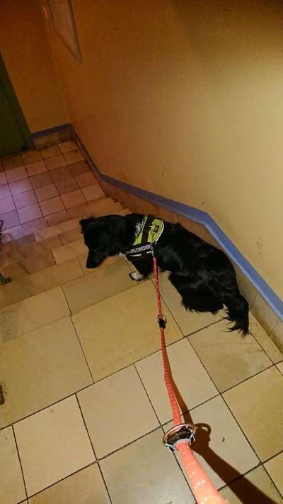 Geschirr oder Halsband?-Beitrag-Bild