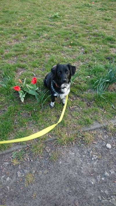 Dein Hund im Dogorama-Kalender 2021-Beitrag-Bild