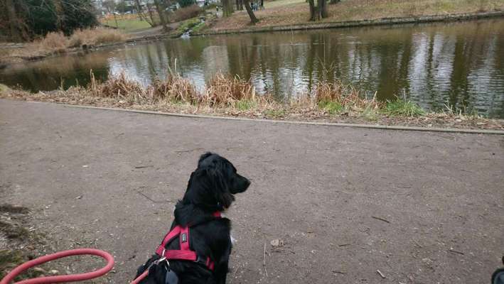 Dogorama-Monats-Challenge-Mai "Wasser"-Beitrag-Bild