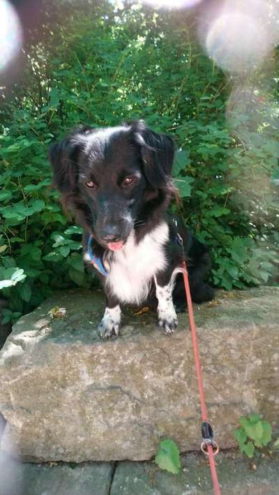 Die Dogorama Kalender Challenge Titelbild-Beitrag-Bild