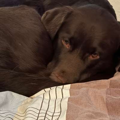 Hundetreffen-Gassirunden (Freizeitpark Am Vogelwäldchen)-Bild