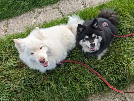 Nordische Hunde-Beitrag-Bild