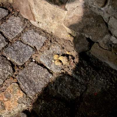 Giftköder-Eventuell Gift-Bild