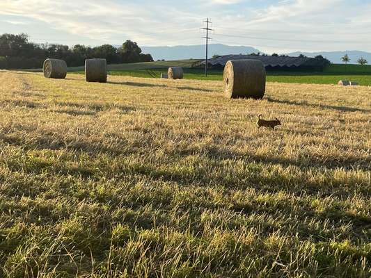 Hundeauslaufgebiet-Feld und Wald um Koppigen-Bild