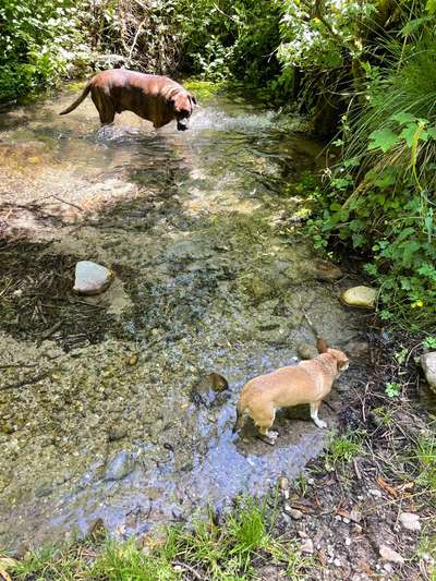 Hundeauslaufgebiet-Wald mit Bademöglichkeit-Bild