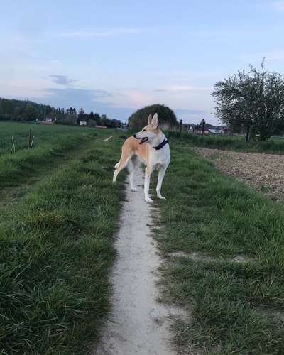 Mischlinge - wo habt Ihr Eure gefunden?-Beitrag-Bild