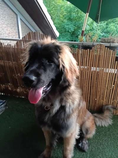 Hundetreffen-Junghündin 10 Monate-Bild