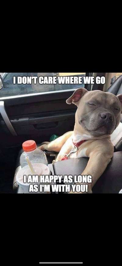 Hunde Memes-Beitrag-Bild