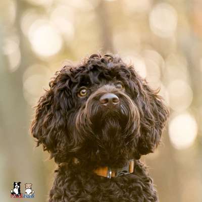 Tierfotografen-Mausi&Hazel Fotografie-Bild