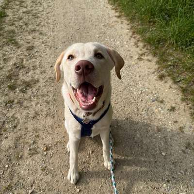 Hundetreffen-Hundekontakte-Bild