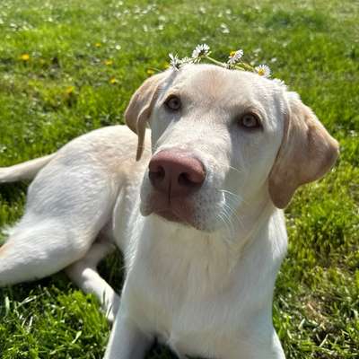 Hundetreffen-Hundetreffen-Bild