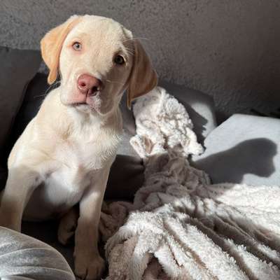 Hundetreffen-Welpentreffen-Bild