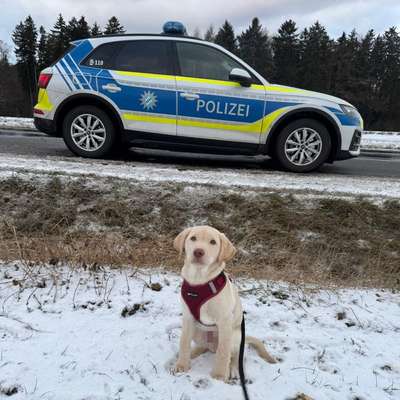 Hundetreffen-Welpentreffen-Bild