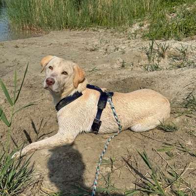 Hundetreffen-Hundekontakte-Bild