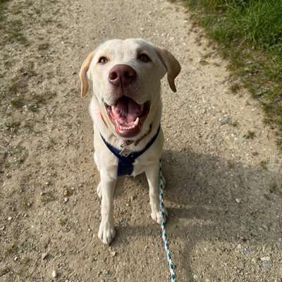 Hundetreffen-Hundetreffen-Bild