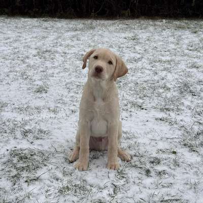 Hundetreffen-Welpentreffen-Bild