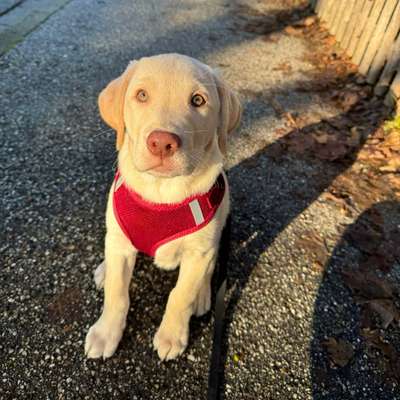 Hundetreffen-Welpentreffen-Bild