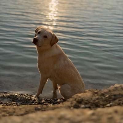 Hundetreffen-Hundekontakte-Bild
