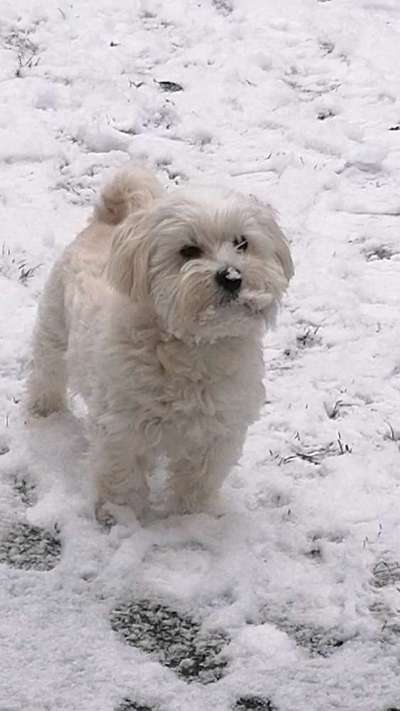 Dogorama Photo Challenge - Winterstimmung-Beitrag-Bild