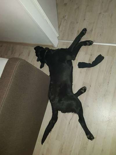 Zeigt mir die lustigsten Schlafpositionen eurer Fellnasen-Beitrag-Bild