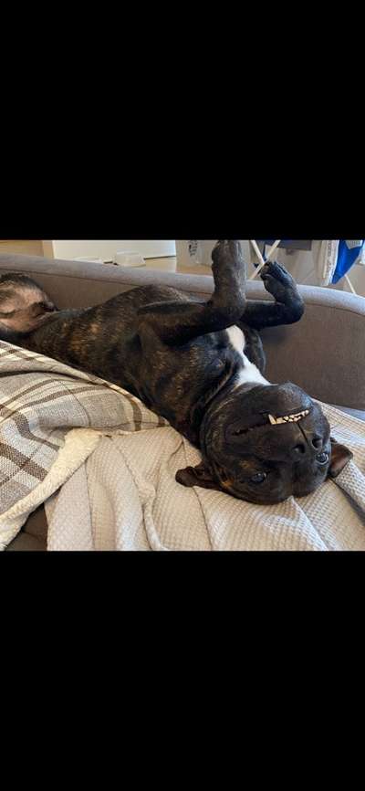 Die Dogorama Wochen Challenge-Beitrag-Bild