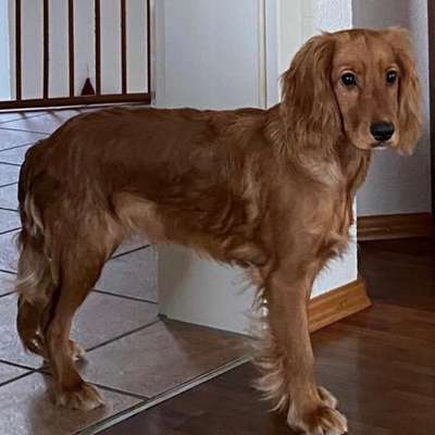 Hundetreffen-Welpen/Junghundetreffen Tuttlingen-Bild