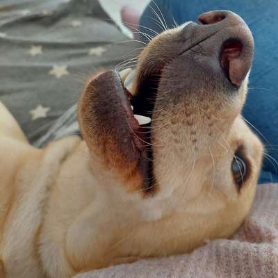 Hundetreffen-Gassi Runde Kumpel gesucht der mit uns Trainieren kann-Bild