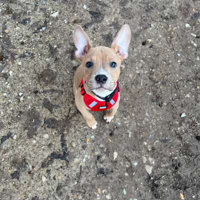 Hundetreffen-Playdates gesucht-Bild