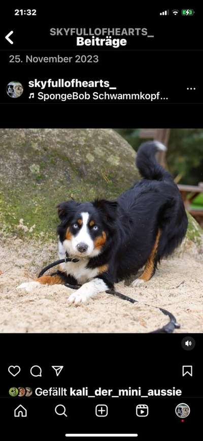 aktuelles Foto Gruppe Aussie x Berner / Australian Shepherd x Berner Sennenhund