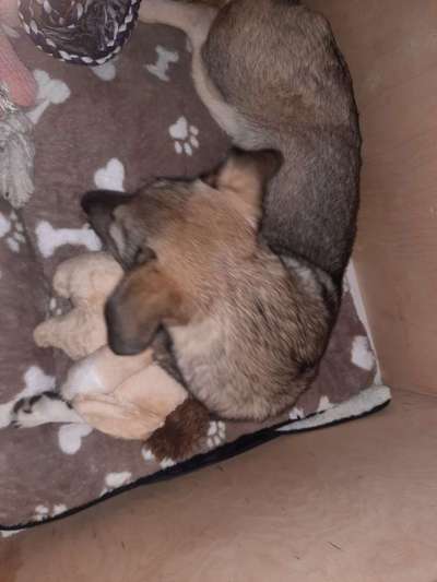 Der Lieblingsplüschi eures Vierbeiners-Beitrag-Bild