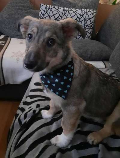 Dogorama Photo Challenge - Der Frühling kommt-Beitrag-Bild