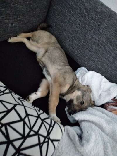 Welpen Bilder !-Beitrag-Bild