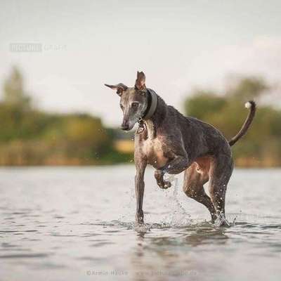 Hundetreffen-Spieletreff