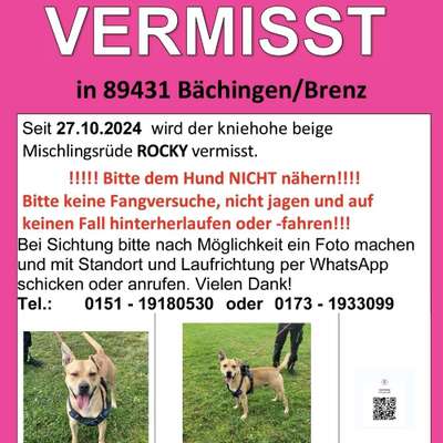 Suchmeldung-Rocky-Bild