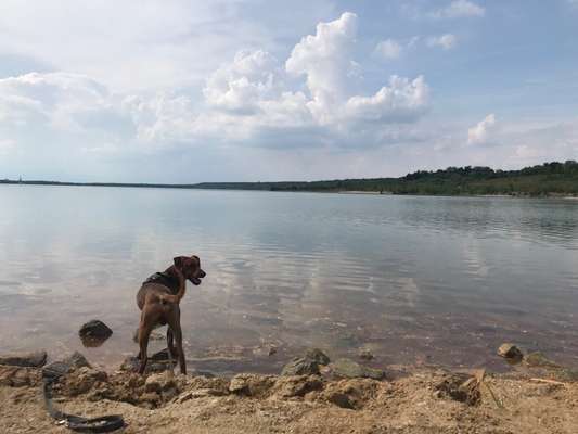 Hundetreffen-Gemeinsamer Sparziergang-Bild