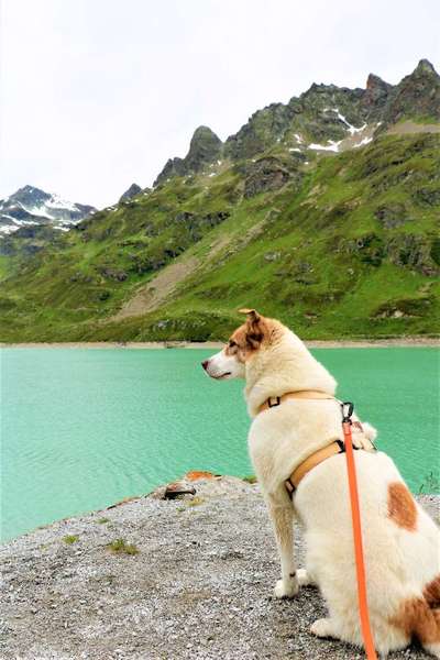 Herdenschutzhunde-Beitrag-Bild