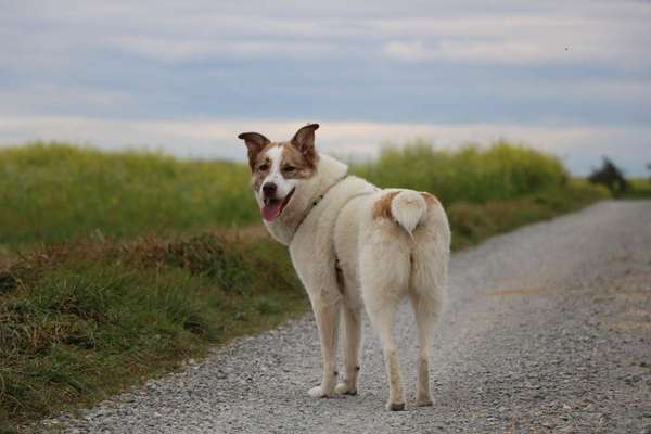 Herdenschutzhunde-Beitrag-Bild