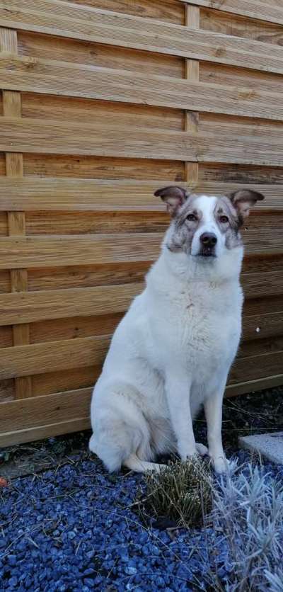 Hunde vom Tierschutzverein 🐕♥️-Beitrag-Bild