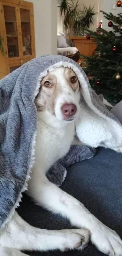 CHALLENGE NR. 19 - Der Hundeblick-Beitrag-Bild