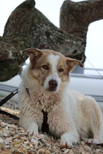 Herdenschutzhunde-Beitrag-Bild