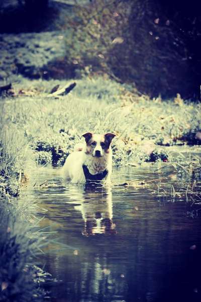 Dogorama-Monats-Challenge-Mai "Wasser"-Beitrag-Bild