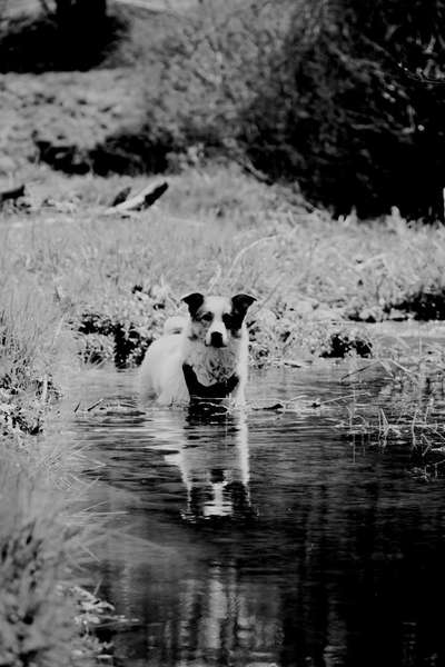 Foto-Challenge 76: Foto in Schwarz-Weiss-Beitrag-Bild