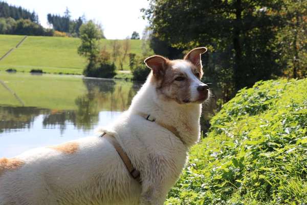 Mischlingshunde Foto Aufruf-Beitrag-Bild