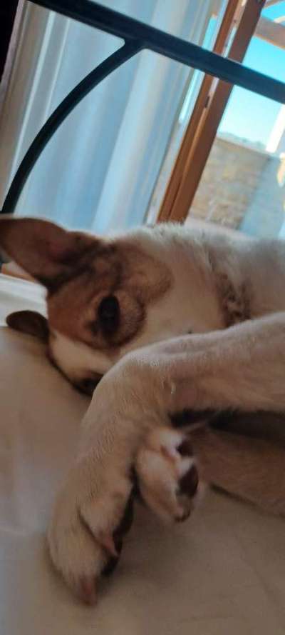 Darf der Hund bei Euch im Bett schlafen?-Beitrag-Bild