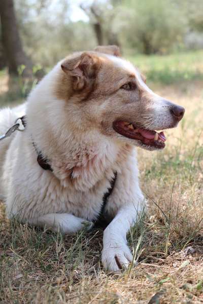 Herdenschutzhunde-Beitrag-Bild