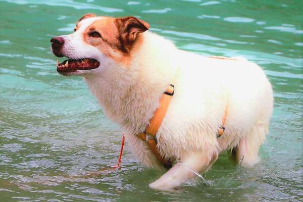 Postet das beste Foto von euren 4 beinern-Beitrag-Bild