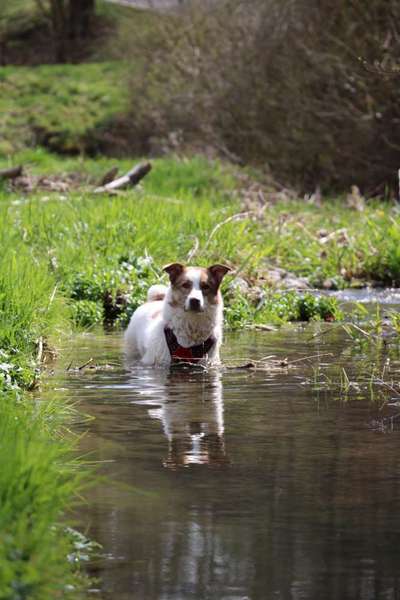 Fotochallenge No. 26                                     Wald und Wiese-Beitrag-Bild