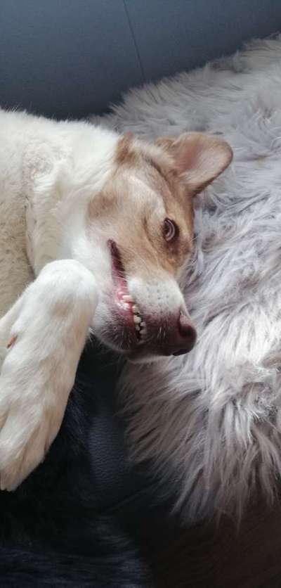 Lachen😀 eure Hunde auch so gerne😂-Beitrag-Bild