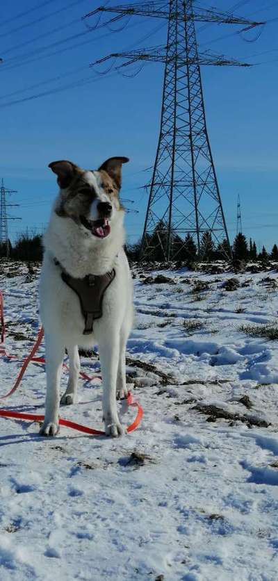 Hunde vom Tierschutzverein 🐕♥️-Beitrag-Bild