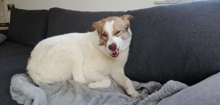 Lachen😀 eure Hunde auch so gerne😂-Beitrag-Bild